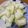 kana7332's cooksnap of when they made パリパリ美味しい！ブロッコリー芯のお漬物.