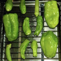 らびのゆうママ's cooksnap of when they made シシトウの焼きびたし.