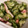 クックmichi☆♪'s cooksnap of when they made いかときゅうりの酢の物.