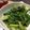 おかひーチャン's cooksnap of when they made 山くらげの葉のごま和え.