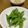 ゆいランラン's cooksnap of when they made ビールに合う☆ささげの塩炒め♪.