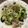 なつっこりー's cooksnap of when they made 豚バラと小松菜の塩炒め.