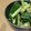 Sac’HiNa's cooksnap of when they made たたききゅうりの生姜ゴマだれ.