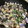 yu228's cooksnap of when they made ⭐️ 旨味たっぷりのハマグリの酒蒸し！.