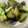 CactiCacti's cooksnap of when they made ナスのわさび漬け.