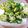 りりもこもこ's cooksnap of when they made オクラは生で食らうべし！生オクラの和え物.