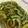 miyoopy's cooksnap of when they made ゴーヤのおひたし☆ 麺つゆver..