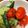 biss-love's cooksnap of when they made 簡単トマトきゅうり.