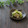 まろんかふぇ's cooksnap of when they made オクラとえのきのお浸し～柚子胡椒風味～.