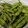 絢香mama's cooksnap of when they made 我が家の枝豆の茹で方.