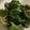 クックQWNLLC☆'s cooksnap of when they made 包丁いらず！丸ごとピーマンのレンジ煮浸し.