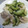 由芽15's cooksnap of when they made 鶏もも肉の塩ソース炒め　お弁当のおかず.