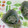 おはなすき's cooksnap of when they made きゅうりとしらすの和え物.