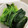 ブランシュkuu's cooksnap of when they made 誰でも簡単！ほうれん草の茹で方&保存法.