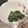 えそそそ's cooksnap of when they made レンチン◎ほうれん草のごま和え◎簡単.