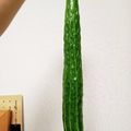 野菜をたくさん's cooksnap of when they made 大量消費！やみつきキュウリ.