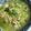 yu🐓's cooksnap of when they made 柚子バジル香る♪塩ラーメン☆.