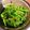 ちょ〜☆'s cooksnap of when they made 味付けは梅昆布茶！ゆでピーマンの和え物.