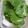 ささささ＆＊'s cooksnap of when they made 我が家のしその保存方法.