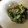 きなこ's cooksnap of when they made オクラとほうれん草のツナ和え.