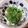 もにゃっこ's cooksnap of when they made おかひじきの梅おかか和え.