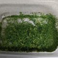 クックZTZ10H☆'s cooksnap of when they made パセリの保存方法★ドライパセリ★.