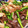 ドドレミ♪'s cooksnap of when they made きくらげとにんにくの芽と豚肉炒め.