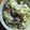 いせご's cooksnap of when they made キャベツと豚肉のしょうが焼き.
