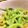 おまたんＬＡＢＯ's cooksnap of when they made ゴーヤのおひたし.