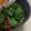 G_Yossan's cooksnap of when they made 茹でたオクラのゆかり和え.