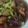 すみれおばさん's cooksnap of when they made 簡単 揚げない！ナスの焼きびたし.