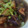 すみれおばさん's cooksnap of when they made 簡単 揚げない！ナスの焼きびたし.