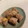 もきちもんきー's cooksnap of when they made ちくわとチーズの豚肉巻き.