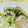 ＊mintmint＊'s cooksnap of when they made マヨかけ●鶏むね肉とキャベツの蒸し焼き.