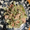 maezuchu's cooksnap of when they made ゴーヤで美人サラダ.