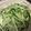 葉月優希's cooksnap of when they made きゅうりのベジヌードルでジェノベーゼ.