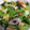 39J's cooksnap of when they made 簡単すぎ！小松菜としめじとちくわの和え物.