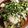 ♬あじさいのレシピ♬'s cooksnap of when they made よだれ鶏.