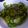 SHIHOBONN's cooksnap of when they made 青柚子こしょうの浅漬け♪（ピリ辛）.