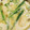 ブランシュkuu's cooksnap of when they made 蒸し器不用 中華茶碗蒸し.