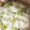 クック68QK1X☆'s cooksnap of when they made 爽やかな枝豆のおこわ.