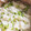 クック68QK1X☆'s cooksnap of when they made 爽やかな枝豆のおこわ.