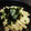 ふ～た's cooksnap of when they made 【簡単】長芋のわさび漬け【おつまみ】.