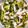 みぽぽ37's cooksnap of when they made みょうがときゅうりと大葉とハムの酢物.