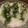 moco00moco's cooksnap of when they made 材料３つで抹茶シロップ☆かき氷☆抹茶ラテ.