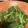 あおむし26's cooksnap of when they made あしたばの和えもの.