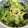 まゆみきママ's cooksnap of when they made 小松菜とじゃこと卵のめんつゆ和え.