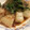 クックMN79XB☆'s cooksnap of when they made とうがんの揚げ浸し.