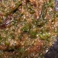 せなちょこ's cooksnap of when they made ご飯の親友～南蛮味噌♪.