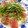 ｊ爺ｊ's cooksnap of when they made マグロのごまダレ漬け丼(だし茶漬けも).